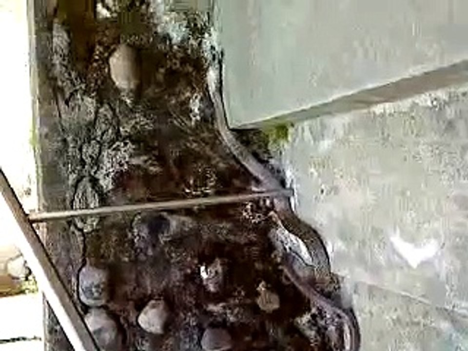 竹東高中出現大蛇