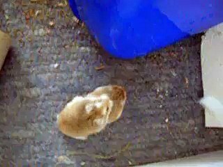 Roborowski Hamster Paarung