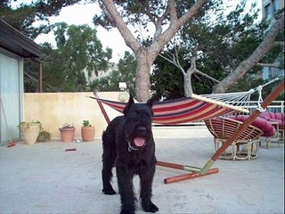 הוטרינר ד"ר תדהר קליין ברדיו חיפה - חיסונים בבע"ח