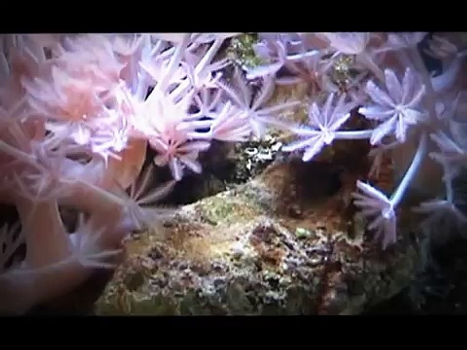 sera marine 130 liter