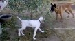 combat Baïka le malinois contre chien corse