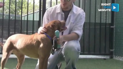 Matthew Mcconaughey Dog Walker Parody