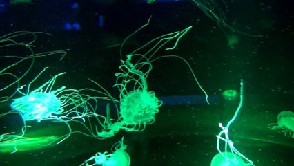 2015-05-20 - Aquarium de Québec