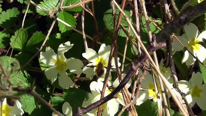 bee-fly (Bombylius major) feeding on primrose