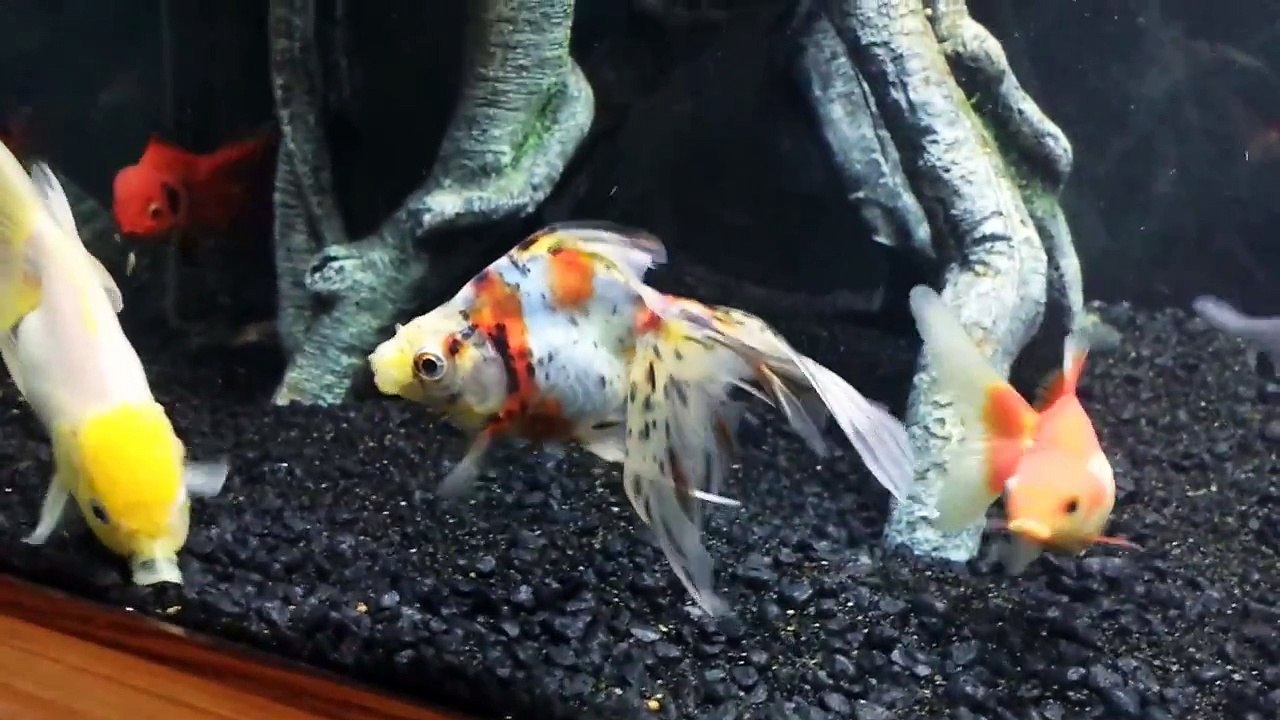 What to feed goldfish