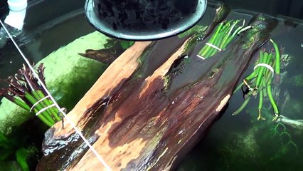 #234: Turtles are Back in the Fishroom - Update Monday