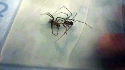 Araña Rincón vs Tigre