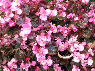 Deli Gönül Hangi dala konarsın senin dert çekecek halin mi kaldı Ali Ekber Çiçek