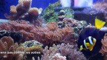 Poissons clowns en aquarium