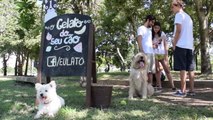 Helado bio para perros, el último “ladrido” en Brasil