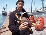 Dungeness Crabs-  How to quickly clean a live crab