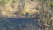 Spotting a leopard on a safari drive ||CORE 2014||