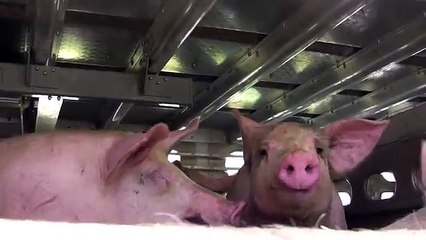 Pigs hot & dehydrated @ Quality Meat Packers