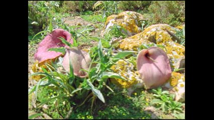 Animais de Sangue Frio