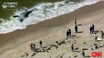 Giant Megalodon Shark Washed Ashore Australian Beach. Real or Fake_