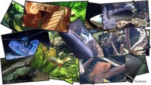 [HD] Feeding Moray eels and Scorpionfish / Muränen & Skorpionfische @ Aquazoo [14/52]