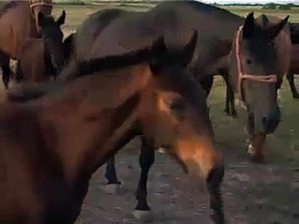626 Horses grazing on the Hortobágy plain. Legelésző lovak a Hortobágyon