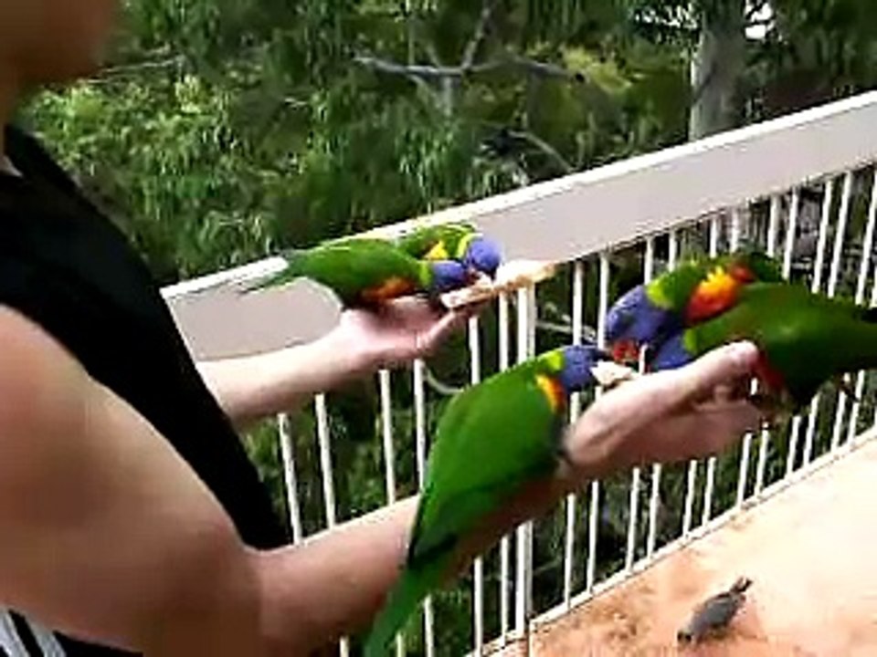 wild aussie birds - rainbow lorikeets