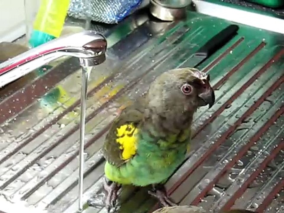 Goldbugpapagei, Poicephalus meyeri