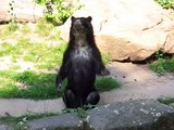 Spectacled Bear Waving