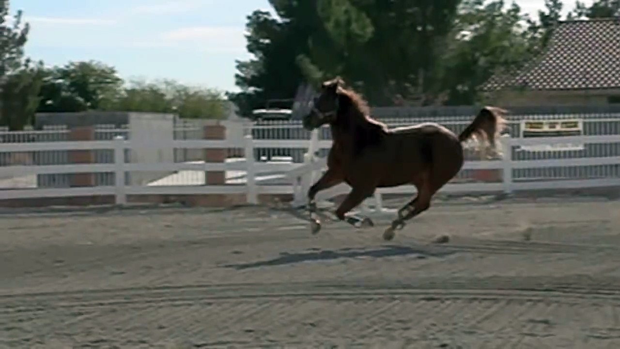 Horse galloping in slow motion