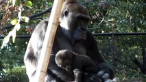 #03 Too Cute! Baby Gorilla(7 months old) and mom.ゴリラの母子（生後七ヶ月）。