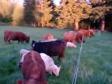 Dexter Cattle and Icelandic Sheep Grazing at Cascade Meadows Farm