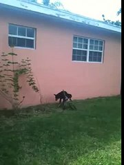 Meet our OCD dog, Bullet.