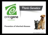 Cerebellar Ataxia of American Staffordshire Terrier (AmStaff) - ANTAGENE