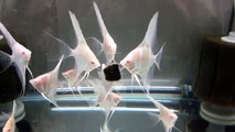 Albino Dantum Angelfish Altum x Scalare