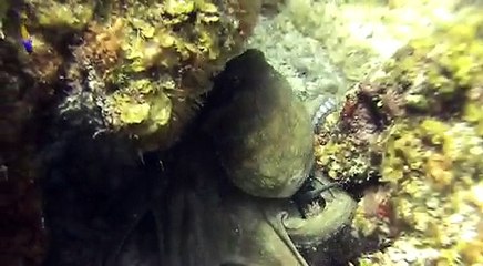 Octopus Inks Right in the Camera Lens in Grand Cayman