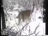Siberian Tiger vs Dog, Dog Wins