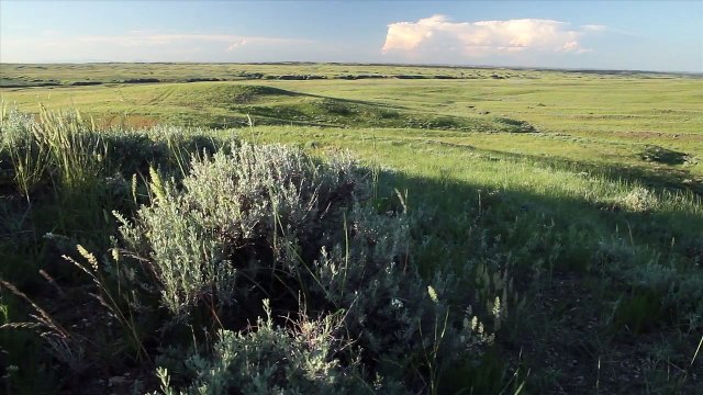 Restoring Bison - National Wildlife Federation