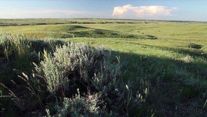 Restoring Bison - National Wildlife Federation