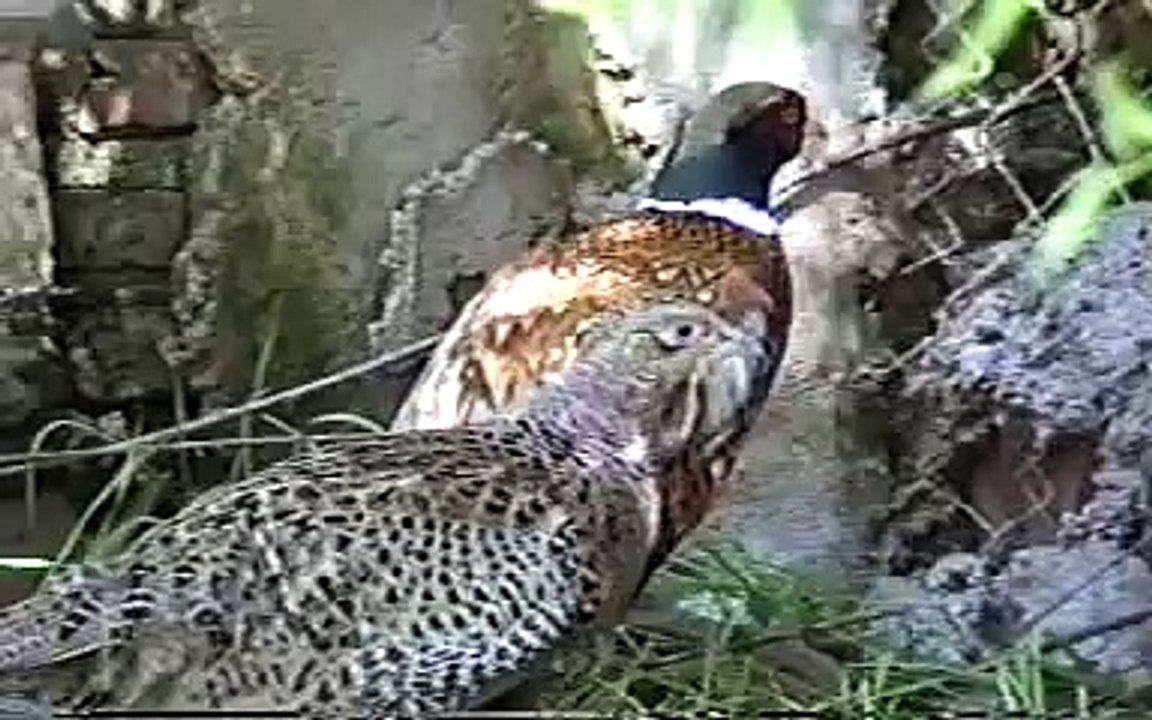 Faisan Coloridos , como criar Faisan   11082203.mpg