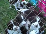 Cute Springer Spaniel Puppies