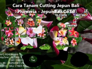 Cara Tanam Stek Batang Jepun Bali Plumeria - JepunBali.Co.Id