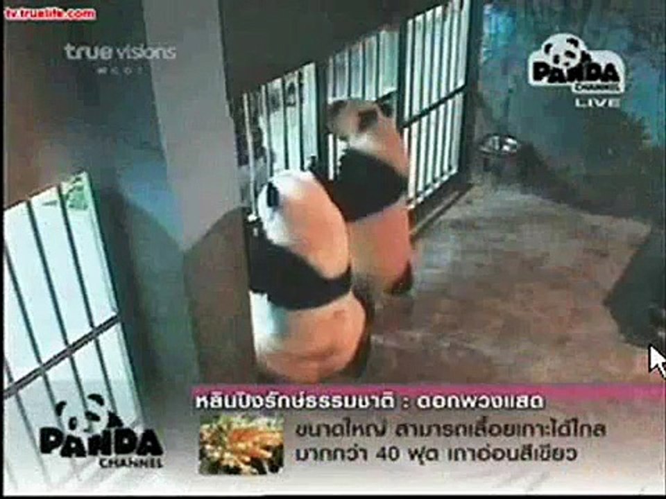 Panda Aerobics