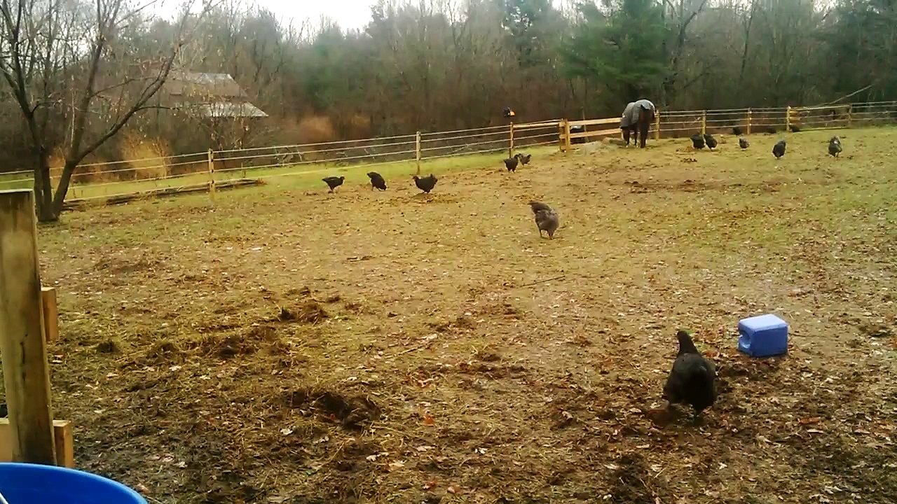Black Jersey Giant chickens free ranging.