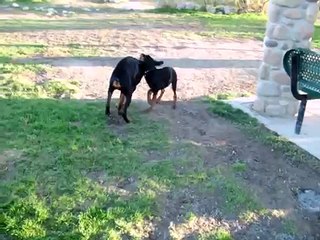 American Doberman Vs Yugoslavian Doberman