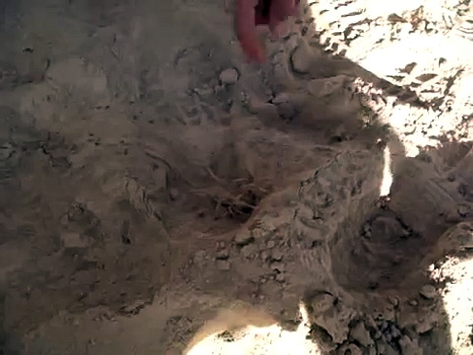 Camel Spider