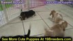 Basset Hound, Puppies, For, Sale, In, Phoenix, Arizona, AZ, Prescott Valley, Bullhead City, Prescott