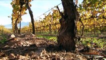 De Wetshof Wine Estate in the Robertson Wine Valley South Africa - Africa Travel Channel