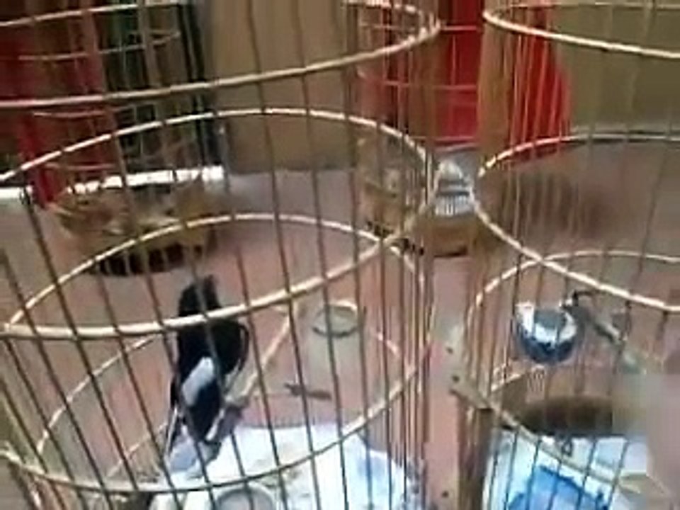 Burung Kacer Pikat Betina langsung lemes dibantai kacer jantan