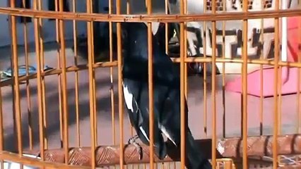 Burung kacer mabung bulu rontok plus ngambek