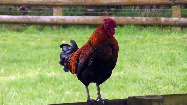 Rooster Crowing Loud- Loud- Loud In The Early Morning