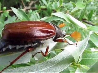 "Schöne Maikäfer in Kärnten"-Live Video von Wolfgang Schmökel