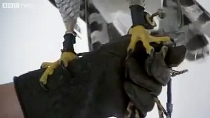 Ястреб пролетит везде