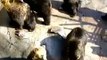 Медведи - попрошайки очень хотят еды! =)