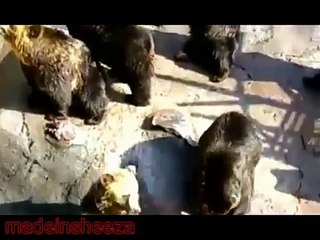 Медведи - попрошайки очень хотят еды! =)